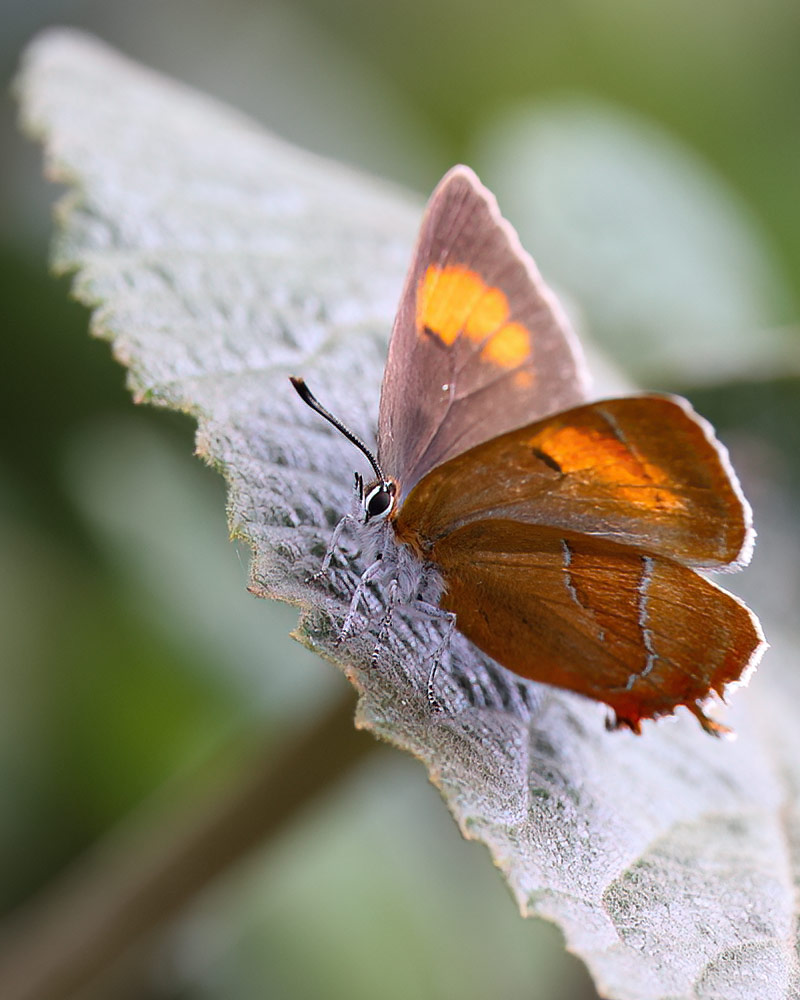 Brown hairstreak